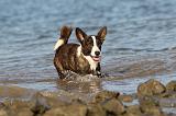 CORGI CARDIGAN 179